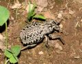 Brachycerus barbarus